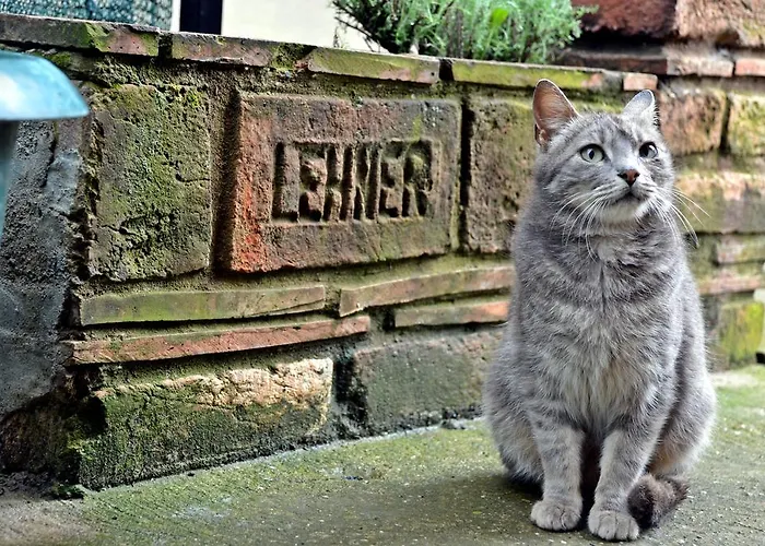 Apartments Vila Vrdnik Lejlighed *